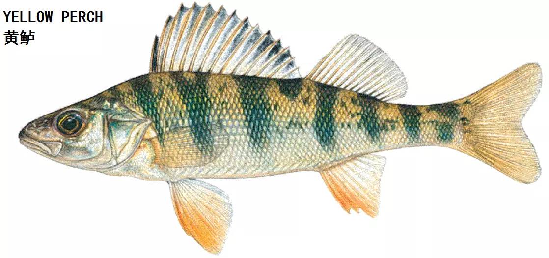 职场渔乐圈钓鱼_职场渔夫_职场渔乐圈