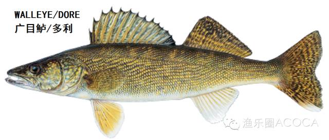 职场渔乐圈_职场渔乐圈钓鱼_职场渔夫