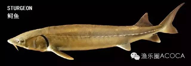 职场渔乐圈钓鱼_职场渔夫_职场渔乐圈