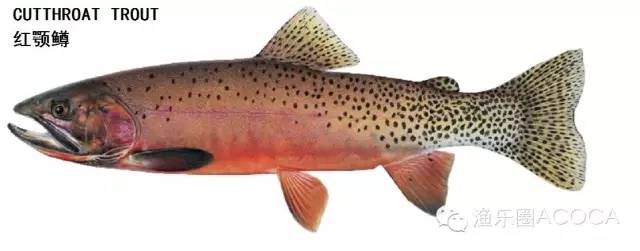 职场渔乐圈_职场渔乐圈钓鱼_职场渔夫