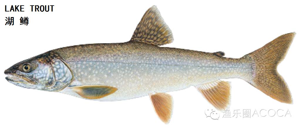 职场渔夫_职场渔乐圈_职场渔乐圈钓鱼