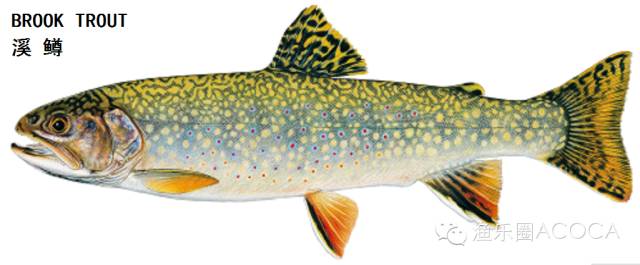 职场渔乐圈_职场渔乐圈钓鱼_职场渔夫