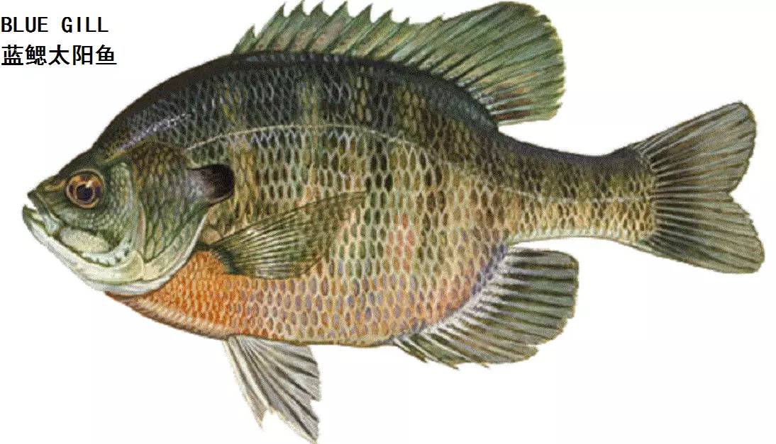 职场渔乐圈_职场渔夫_职场渔乐圈钓鱼