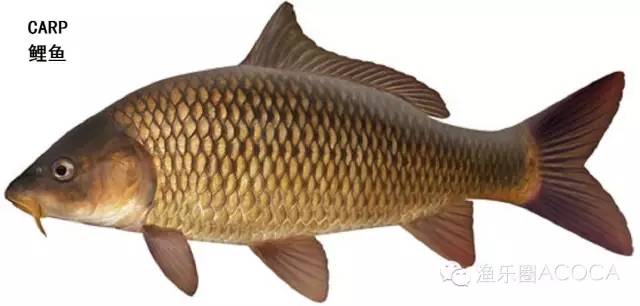 职场渔乐圈钓鱼_职场渔夫_职场渔乐圈