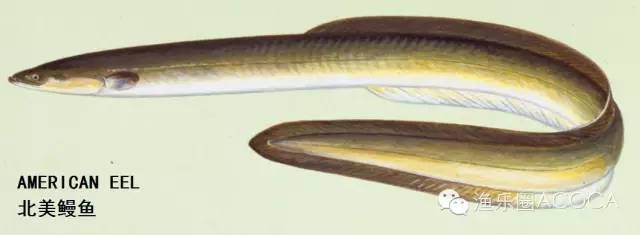 职场渔乐圈_职场渔夫_职场渔乐圈钓鱼