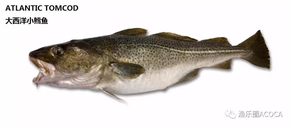 职场渔夫_职场渔乐圈钓鱼_职场渔乐圈