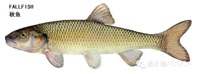 职场渔夫_职场渔乐圈钓鱼_职场渔乐圈