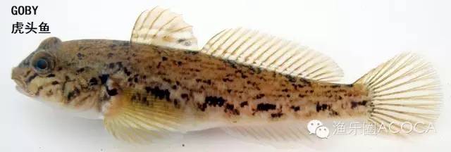 职场渔乐圈_职场渔乐圈钓鱼_职场渔夫