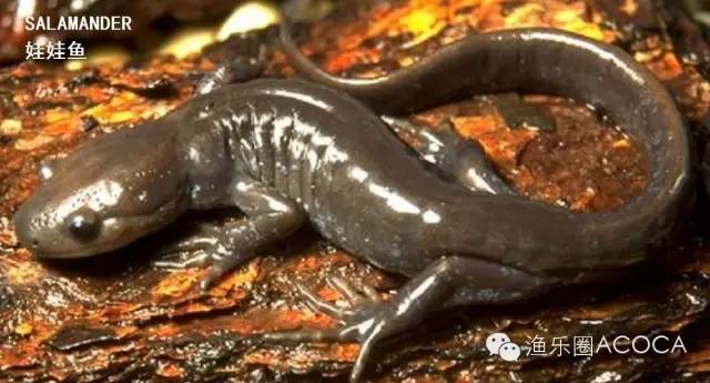 职场渔乐圈钓鱼_职场渔夫_职场渔乐圈