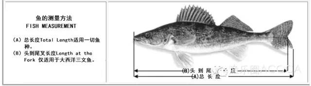 职场渔乐圈_职场渔夫_职场渔乐圈钓鱼