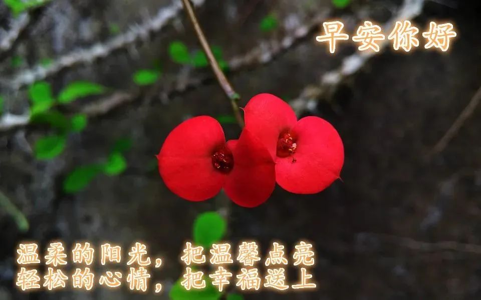 早安心灵鸡汤励志职场_2021职场鸡汤_职场正能量早安语录