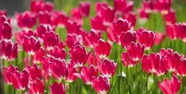 职场女性励志文案_女人职场励志语录_职场女性励志语录