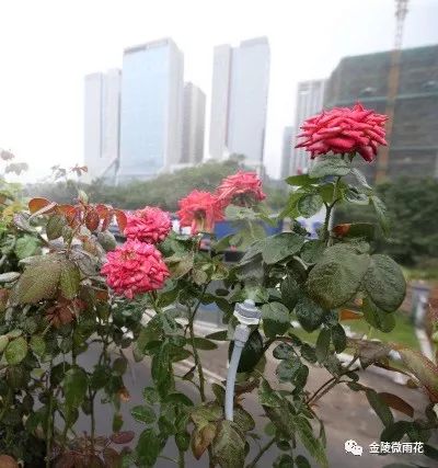 凤台南路属于哪个街道_凤台南路属于哪个区_凤台南路