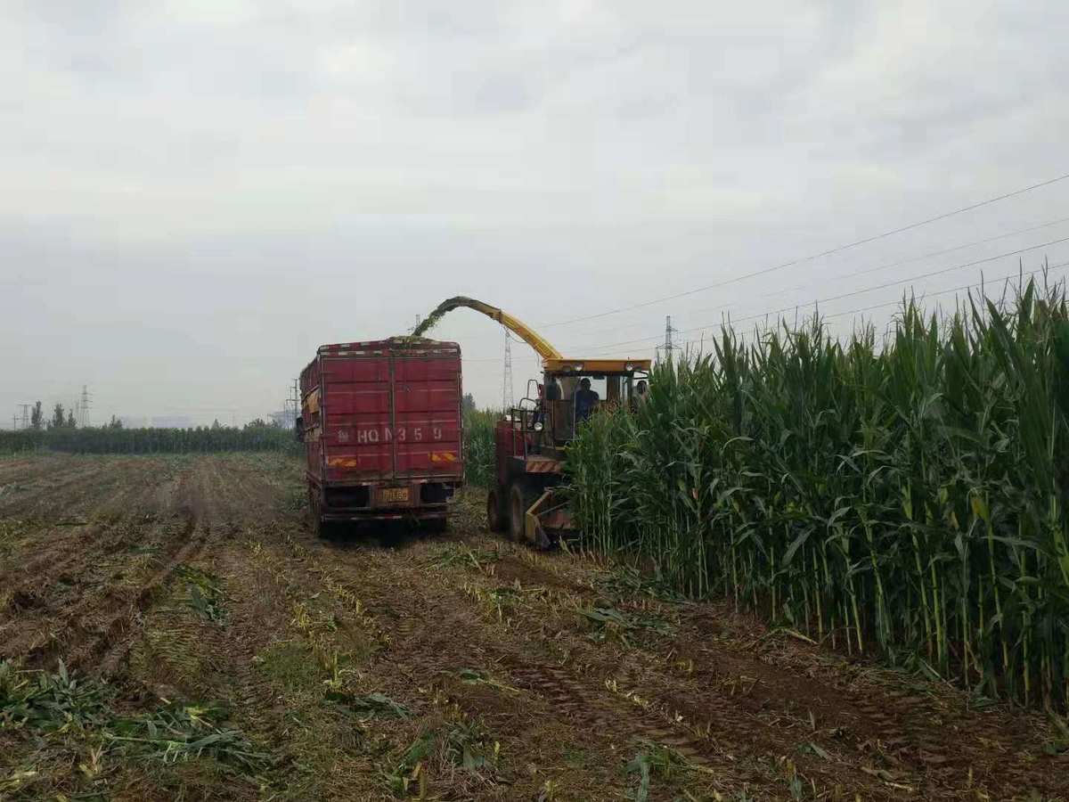 秋季秸秆禁烧时间_2023年秋季秸秆禁烧凤台火点_秋季秸秆禁烧宣传的活动内容