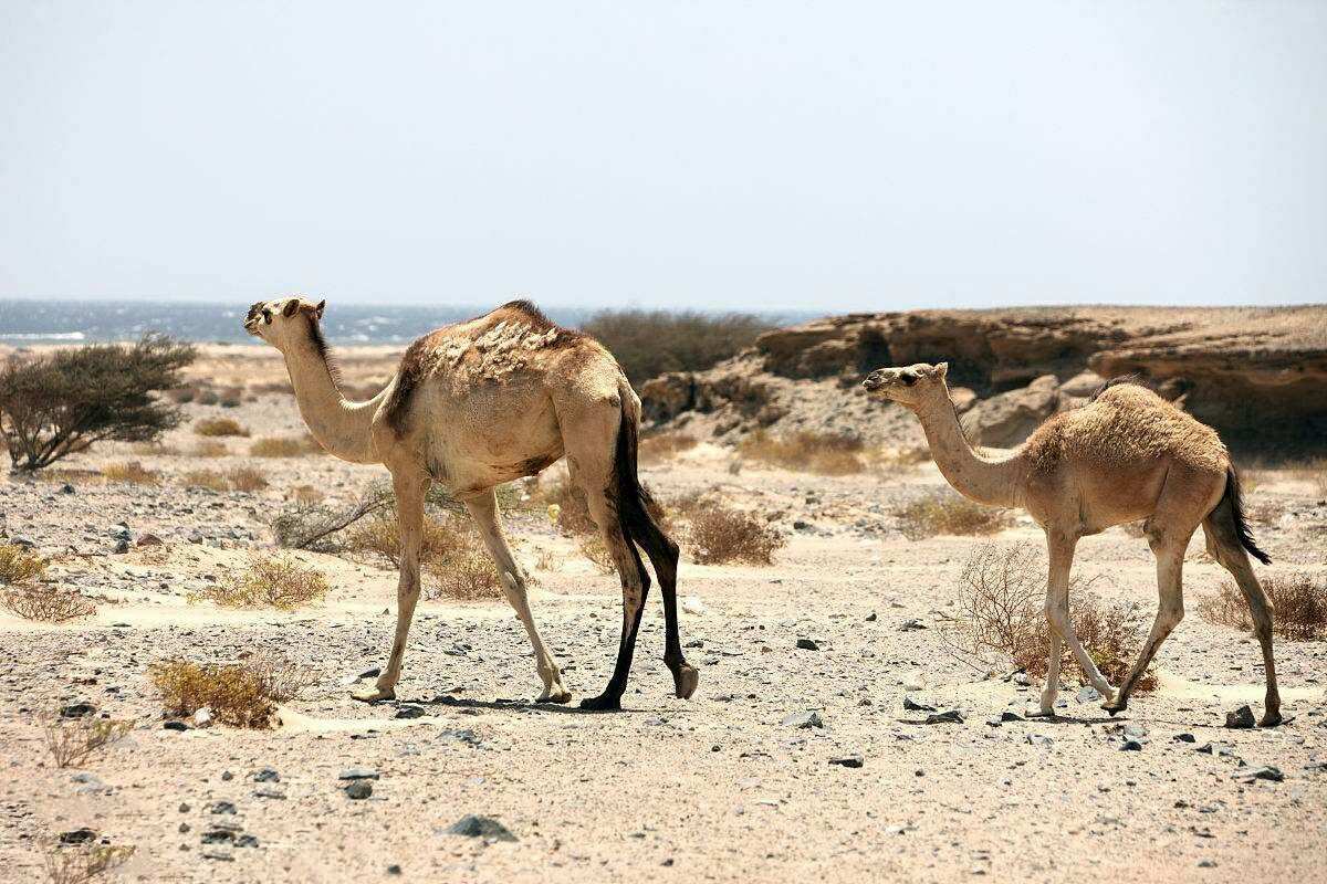 关于职场的励志故事 (李向东)袋鼠与笼子的高度过低是怎么回事?(图1) 关于职场的励志故事_职场励志故事及感悟个人成长_吴士宏的职场励志故事