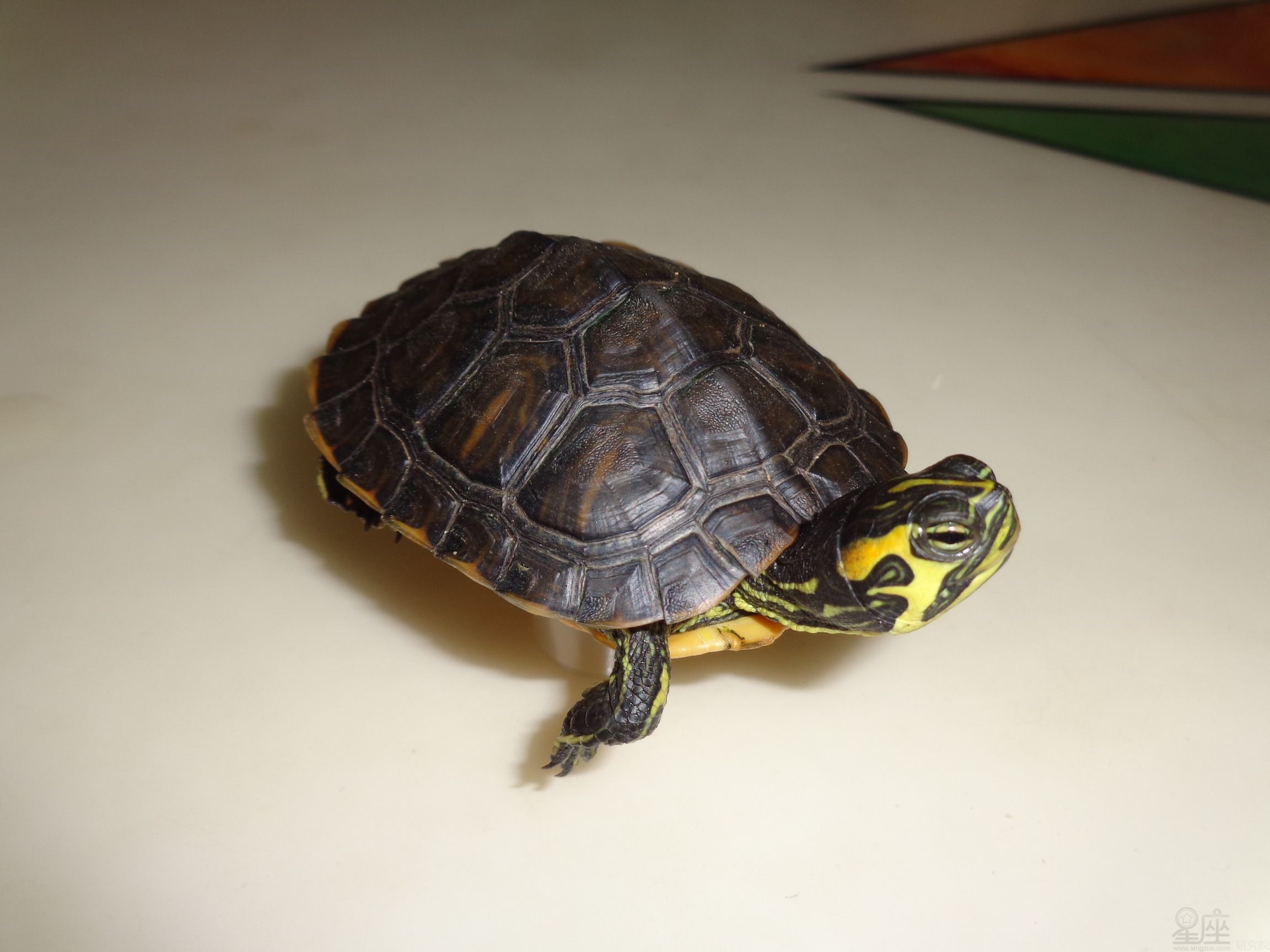 职场ol_职场草莓族_职场shadow